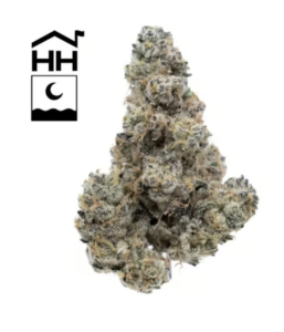 Orange #43 - Whole Buds - 3.5g