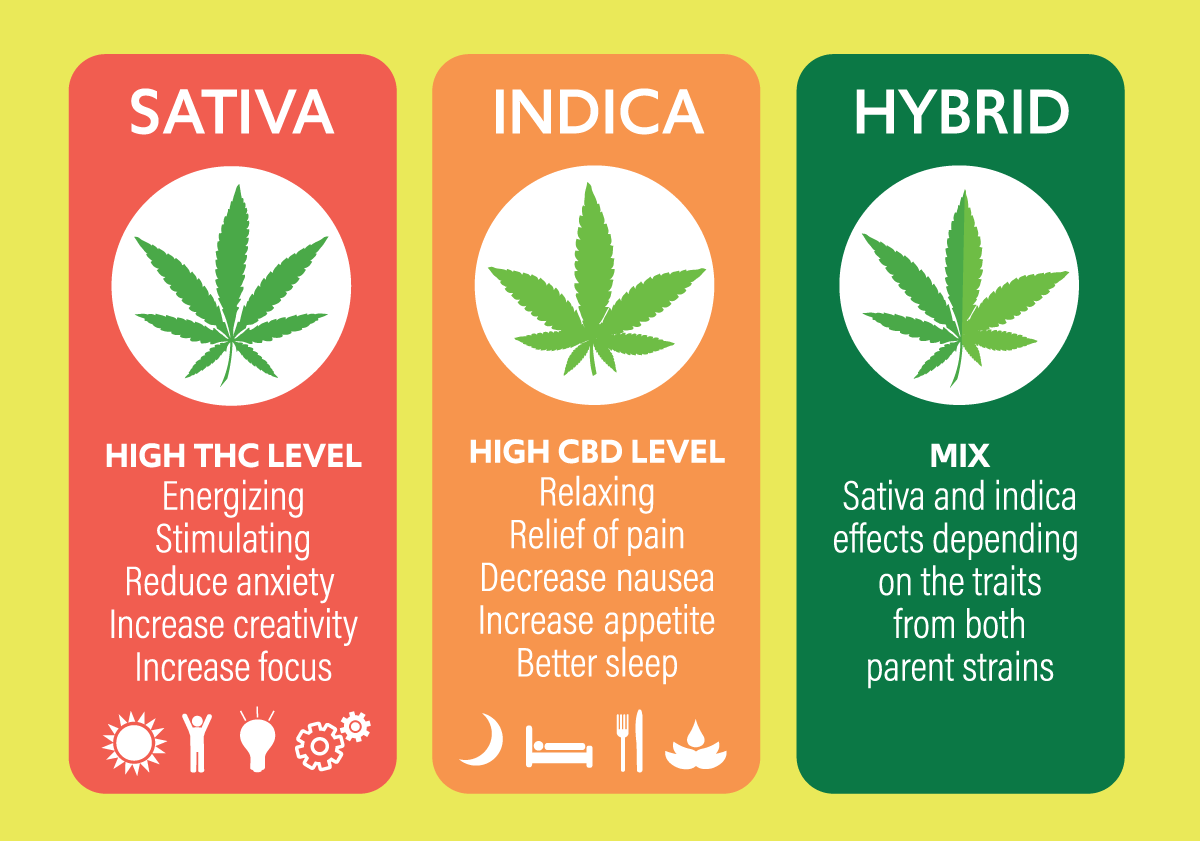 • Spliff Second Indica vs Sativa vs Hybrid infographic