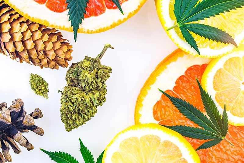 • Spliff Second Terpenes Benefits and Effects