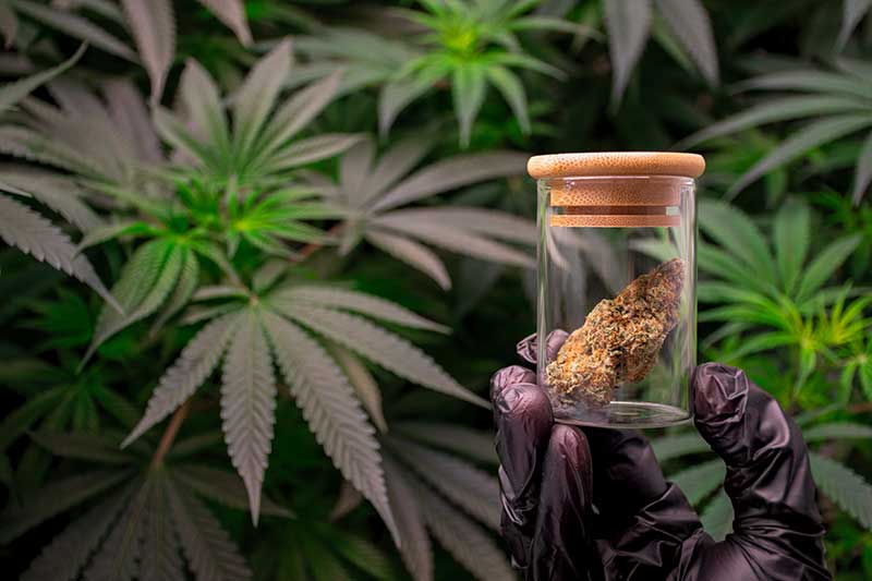 • Spliff Second what is cannabis wax budder