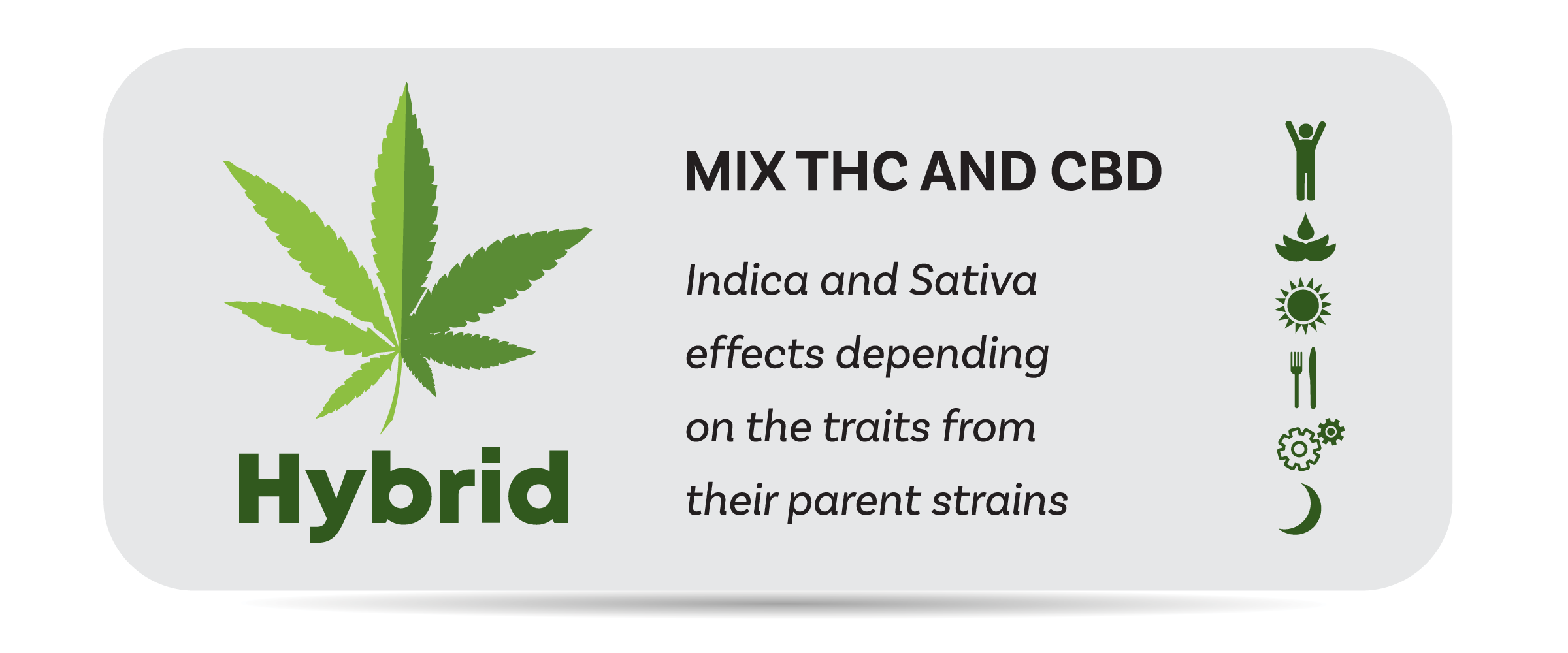 • Spliff Second cannabis hybrid effects