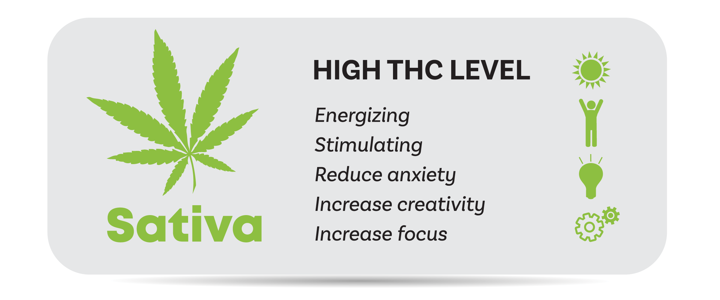 • Spliff Second cannabis sativa effects