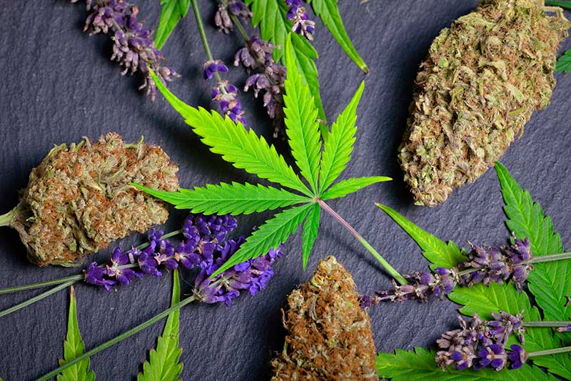 • Spliff Second understanding cannabis products