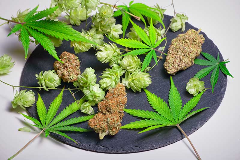 • Spliff Second what do caryophyllene terpenes do?