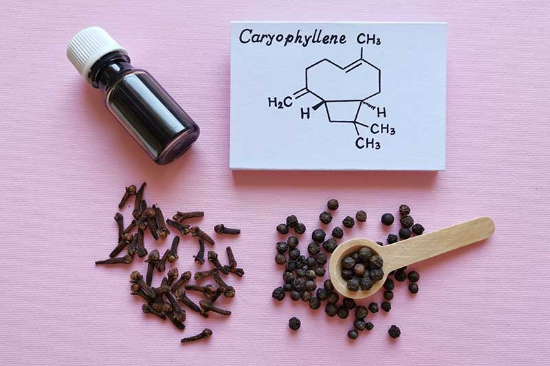 • Spliff Second what do caryophyllene terpenes do?