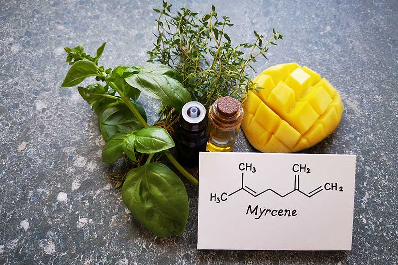 • Spliff Second what do myrcene terpenes do?