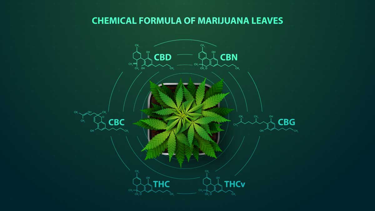 • Spliff Second what is thc-v cannabinoid