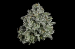 Whoopie Pie | 7g PREGROUND