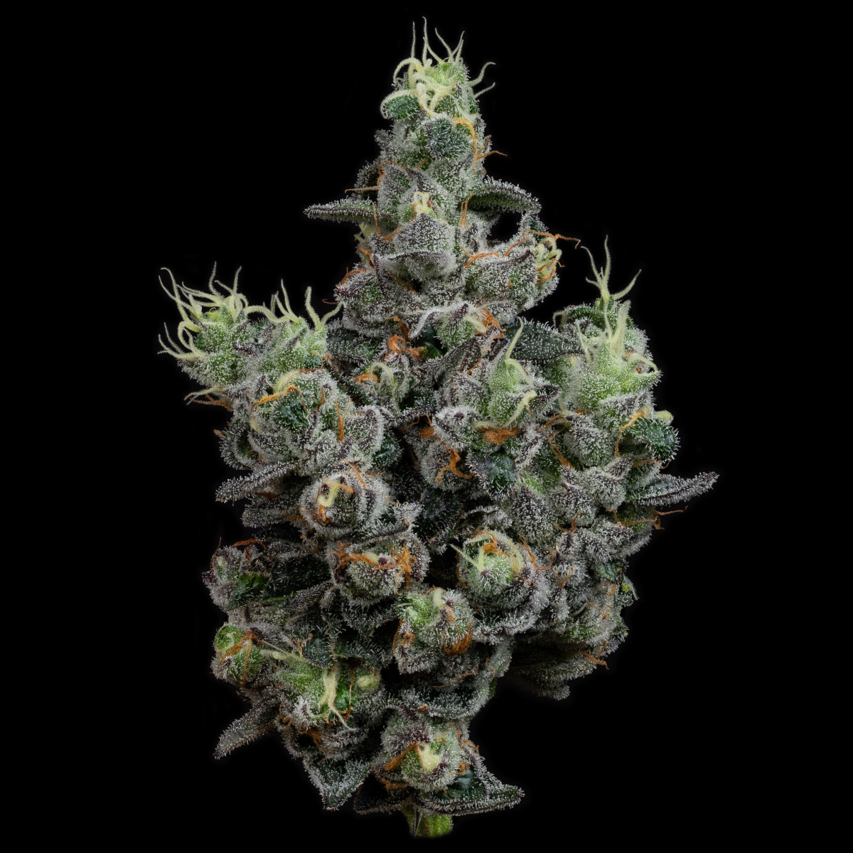 Gas Face | 3.5g Smalls